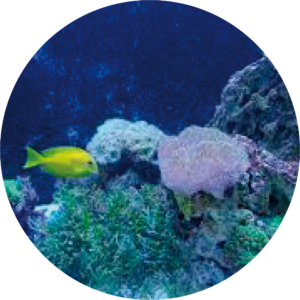 Imagen de colágeno marino